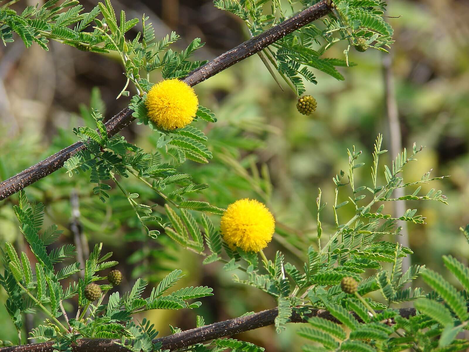 Acacia farnesiana
